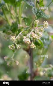 Attēlu rezultāti vaicājumam “Ribes nigrum flower”