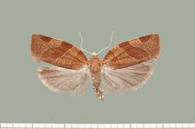 Attēlu rezultāti vaicājumam “Pandemis cinnamomeana”