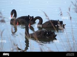 Image result for Sussex Swans