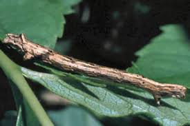 Attēlu rezultāti vaicājumam “Odontopera bidentata”