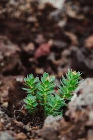 Attēlu rezultāti vaicājumam “Rhodiola rosea”
