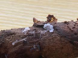 Attēlu rezultāti vaicājumam “Didymium serpula spores”