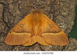 Attēlu rezultāti vaicājumam “Lasiocampa quercus imago”