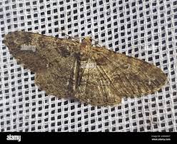 Attēlu rezultāti vaicājumam “Cleora cinctaria”