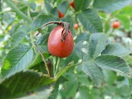 Attēlu rezultāti vaicājumam “Rosa subcanina”