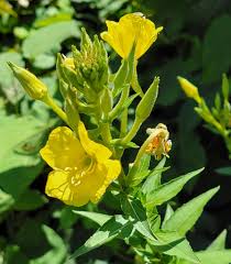 Image result for Oenothera biennis