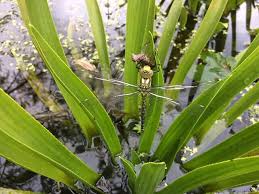 Attēlu rezultāti vaicājumam “Stratiotes aloides”