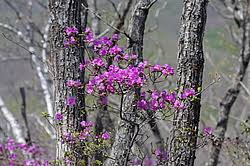 Attēlu rezultāti vaicājumam “Rhododendron sichotense”