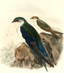 Attēlu rezultāti vaicājumam “Bayeriola thymicola”