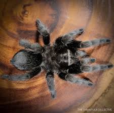 Attēlu rezultāti vaicājumam “Comatricha pulchella macro”