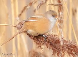 Attēlu rezultāti vaicājumam “Panurus biarmicus female”
