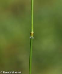 Attēlu rezultāti vaicājumam “Trisetum flavescens flower”