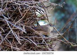 Attēlu rezultāti vaicājumam “Troglodytes troglodytes nest”
