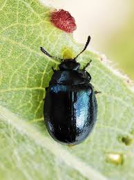 Attēlu rezultāti vaicājumam “Linaeidea aenea”