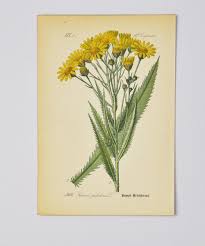 Attēlu rezultāti vaicājumam “Jacobaea paludosa”