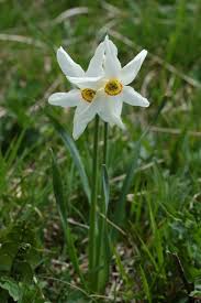 Attēlu rezultāti vaicājumam “Narcissus poeticus”