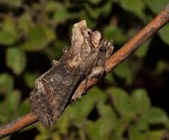 Attēlu rezultāti vaicājumam “Abrostola triplasia”