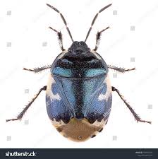 Attēlu rezultāti vaicājumam “Tritomegas bicolor”