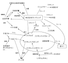 KBS京都のはいぱぁナイト なのだぁ～