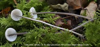 Attēlu rezultāti vaicājumam “Mycena filopes”