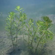 Attēlu rezultāti vaicājumam “Myriophyllum spicatum”