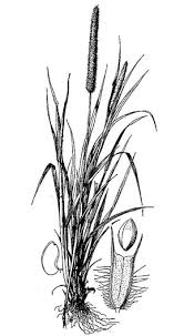 Attēlu rezultāti vaicājumam “Phleum pratense”
