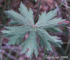 Attēlu rezultāti vaicājumam “Geranium bohemicum leaf”