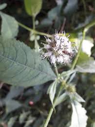 Image result for Dipsacus pilosus