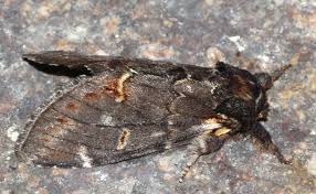 Attēlu rezultāti vaicājumam “Notodonta dromedarius”