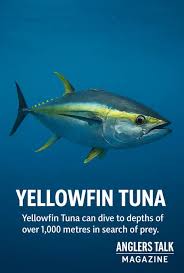 Image result for Rhabdosargus holubi