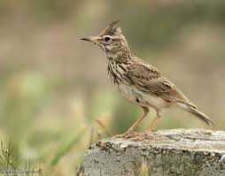 Attēlu rezultāti vaicājumam “Galerida cristata”