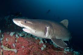 Image result for Odontaspis ferox