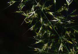 Attēlu rezultāti vaicājumam “Trisetum flavescens”