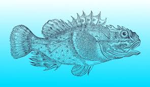 Image result for Myoxocephalus octodecemspinosus