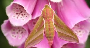 Image result for hawk moth