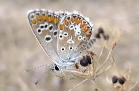 Attēlu rezultāti vaicājumam “Aricia artaxerxes  female”
