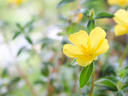 Attēlu rezultāti vaicājumam “Portulacaceae”