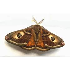 Attēlu rezultāti vaicājumam “Saturnia pavonia eggs”