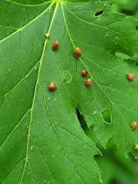 Attēlu rezultāti vaicājumam “Vasates quadripedes”