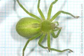 Attēlu rezultāti vaicājumam “Micrommata virescens”