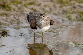 Attēlu rezultāti vaicājumam “Tringa ochropus”