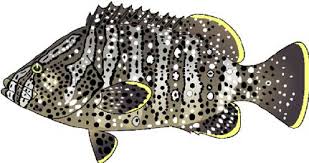 Image result for Dermatolepis inermis