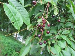 Attēlu rezultāti vaicājumam “Padus avium”