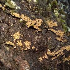 Attēlu rezultāti vaicājumam “Merismodes anomala”