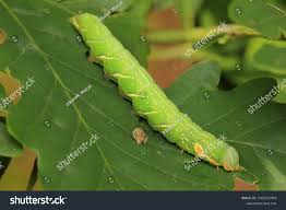 Attēlu rezultāti vaicājumam “Peridea anceps”