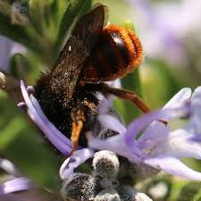 Attēlu rezultāti vaicājumam “Osmia bicolor”