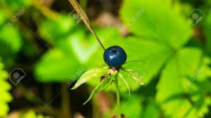 Attēlu rezultāti vaicājumam “Paris quadrifolia fruit”