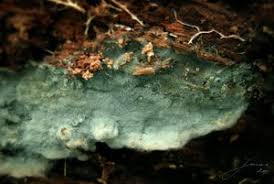 Attēlu rezultāti vaicājumam “Byssocorticium atrovirens”