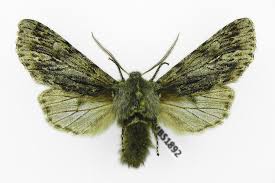 Attēlu rezultāti vaicājumam “Brachionycha nubeculosa”