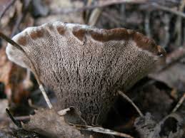 Attēlu rezultāti vaicājumam “Phellodon melaleucus”